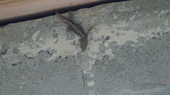 Gonatodes albogularis fuscus