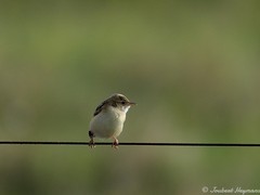 Cisticola juncidis terrestris