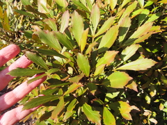 Pseudopanax discolor