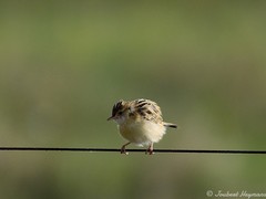 Cisticola juncidis terrestris