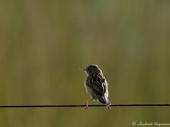 Cisticola juncidis terrestris