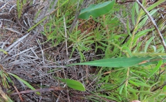 Euphorbia tuberosa