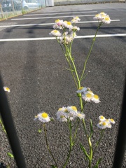 Erigeron philadelphicus