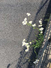Erigeron philadelphicus