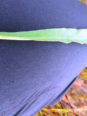 Euphorbia tuberosa