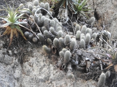 Mammillaria mazatlanensis