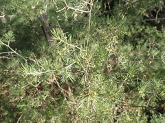 Asparagus retrofractus