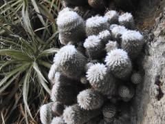 Mammillaria mazatlanensis
