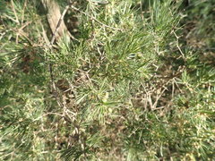 Asparagus retrofractus