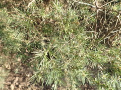 Asparagus retrofractus