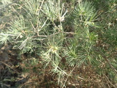 Asparagus retrofractus