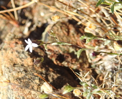 Lessingia micradenia