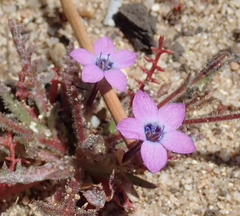 Gilia tenuiflora arenaria