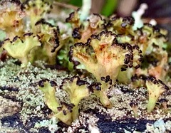 Cladia schizopora