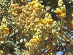 Buddleja coriacea