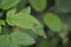 Choreutis xanthogramma