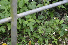 Choreutis xanthogramma