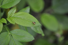 Choreutis xanthogramma