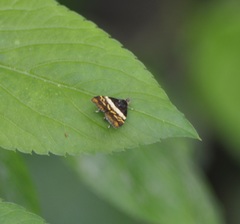 Choreutis xanthogramma