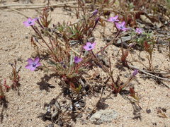 Gilia tenuiflora arenaria