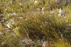 Willdenowia glomerata