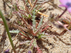 Gilia tenuiflora arenaria