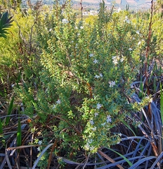 Agathosma crenulata