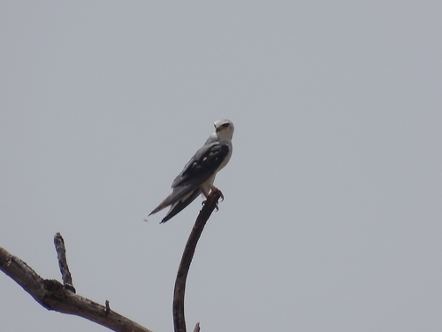 Black-winged Kite