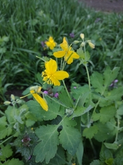Chelidonium majus