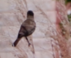 Acrocephalus arundinaceus