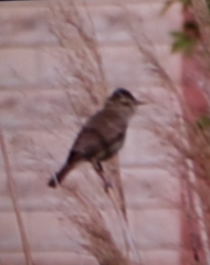 Acrocephalus arundinaceus