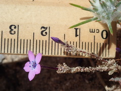Gilia tenuiflora arenaria