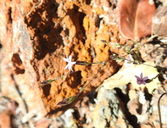 Lessingia micradenia