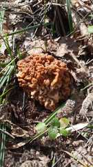 Gyromitra gigas