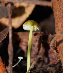 Entoloma rodwayi