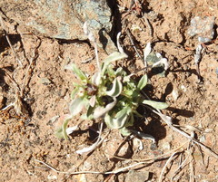 Hesperevax sparsiflora
