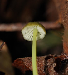 Entoloma rodwayi
