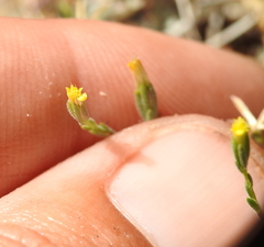 Rigiopappus leptocladus