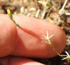 Rigiopappus leptocladus