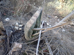 Gasteria brachyphylla