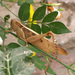 Tree Locusts - Photo (c) gailhampshire, some rights reserved (CC BY)