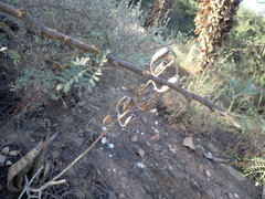 Gasteria brachyphylla