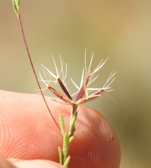 Rigiopappus leptocladus