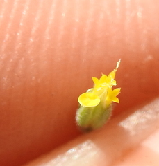 Rigiopappus leptocladus