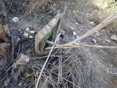 Gasteria brachyphylla