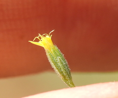 Rigiopappus leptocladus