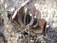 Gasteria brachyphylla
