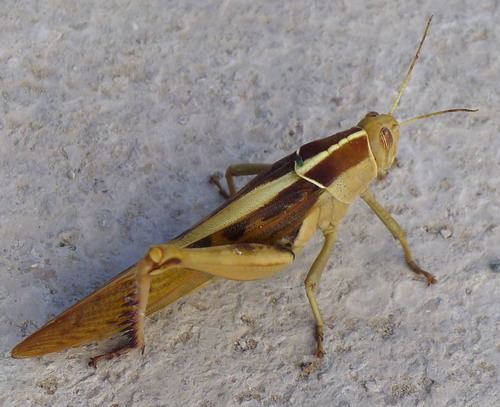 Garden Locust