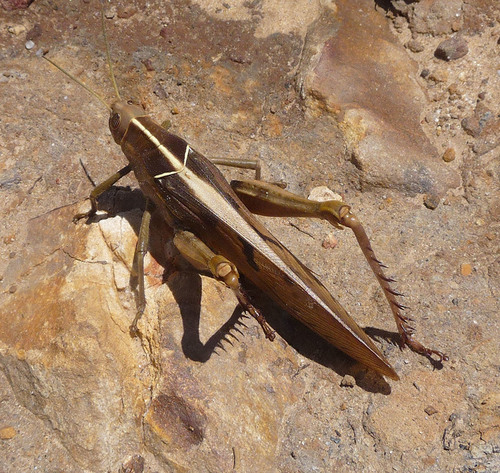 Garden Locust