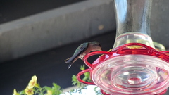 Selasphorus platycercus